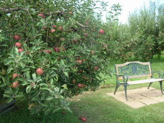 Bench at apple tree