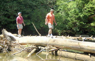 Swinging Bridge Log Walk