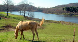 Woody Lake Horse